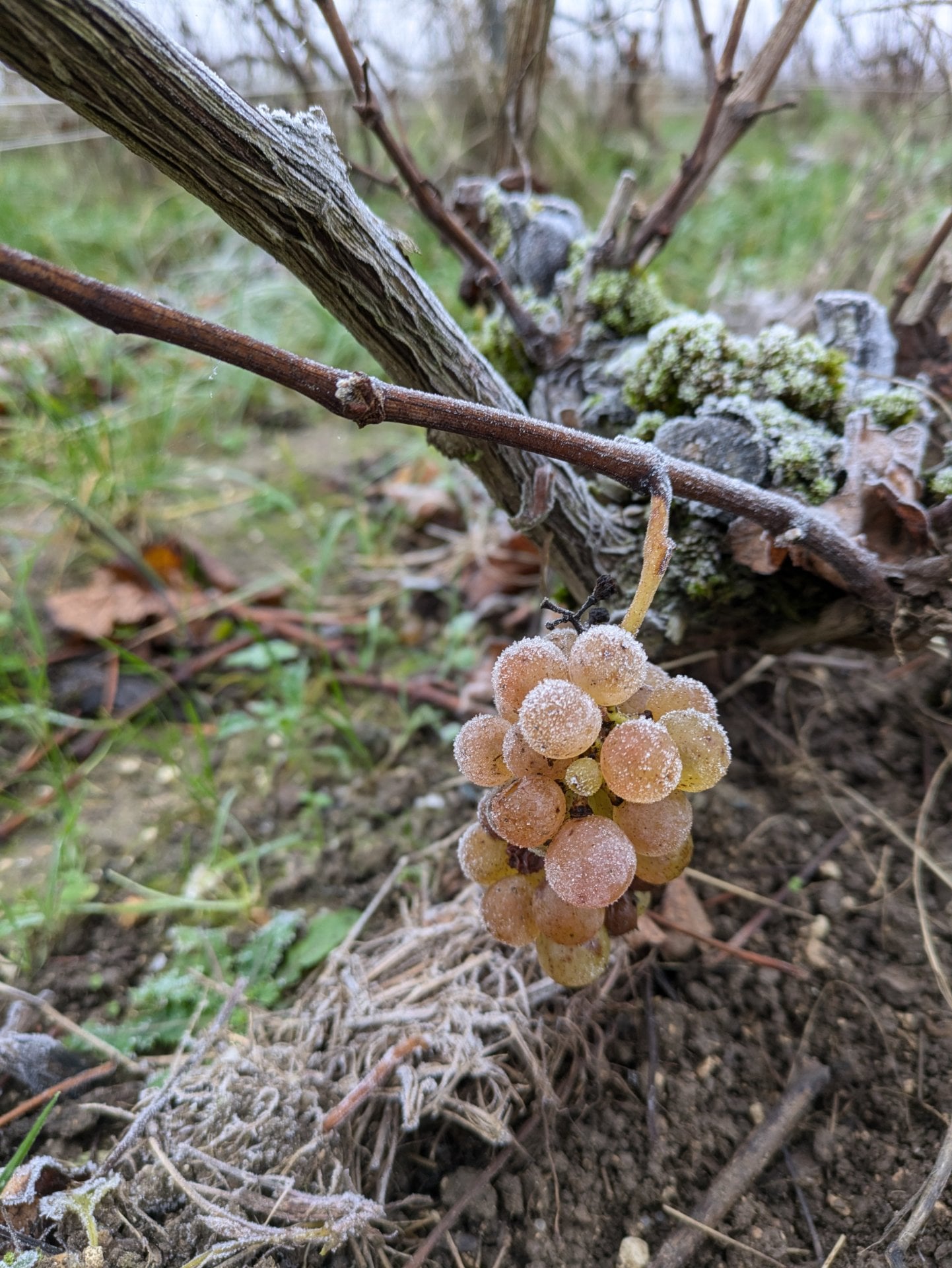 Champagne Beaudouin Nirel - Photo 3