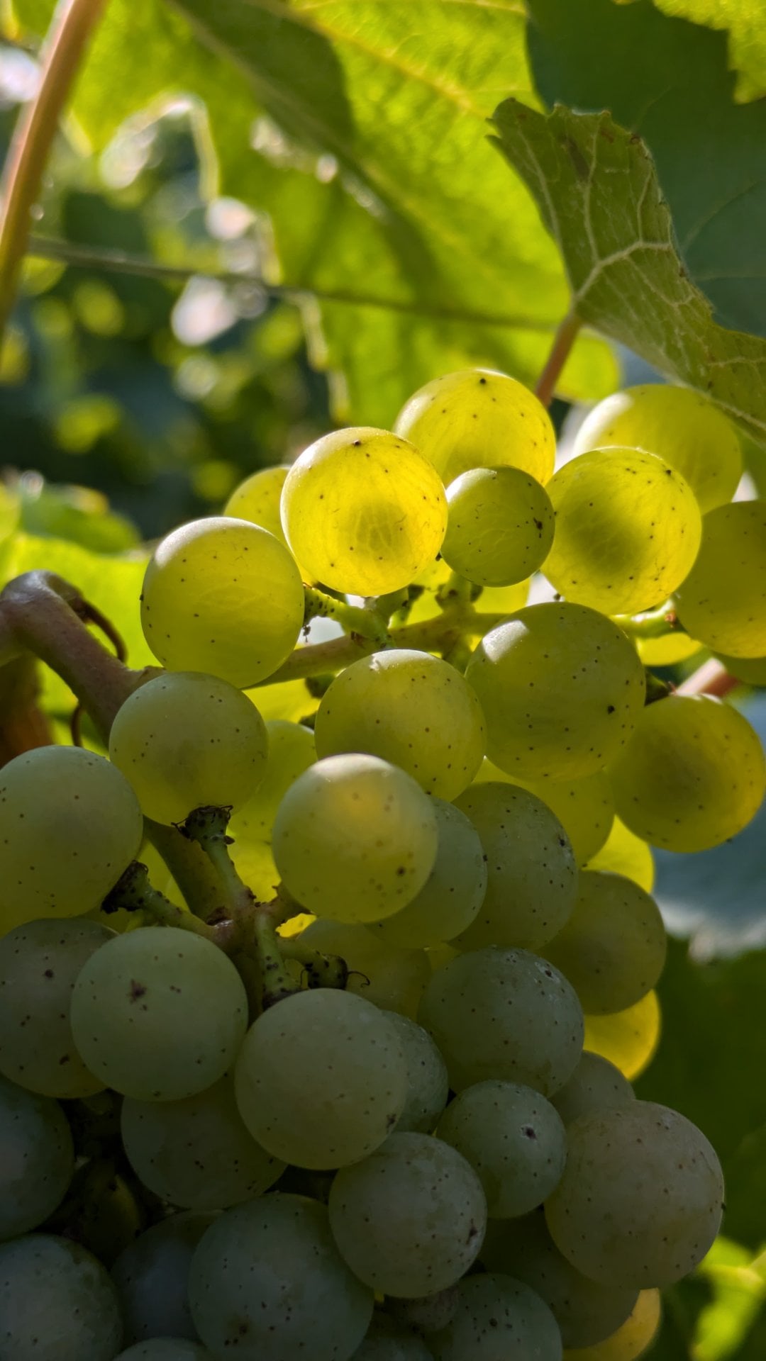 Champagne Beaudouin Nirel - Photo 4