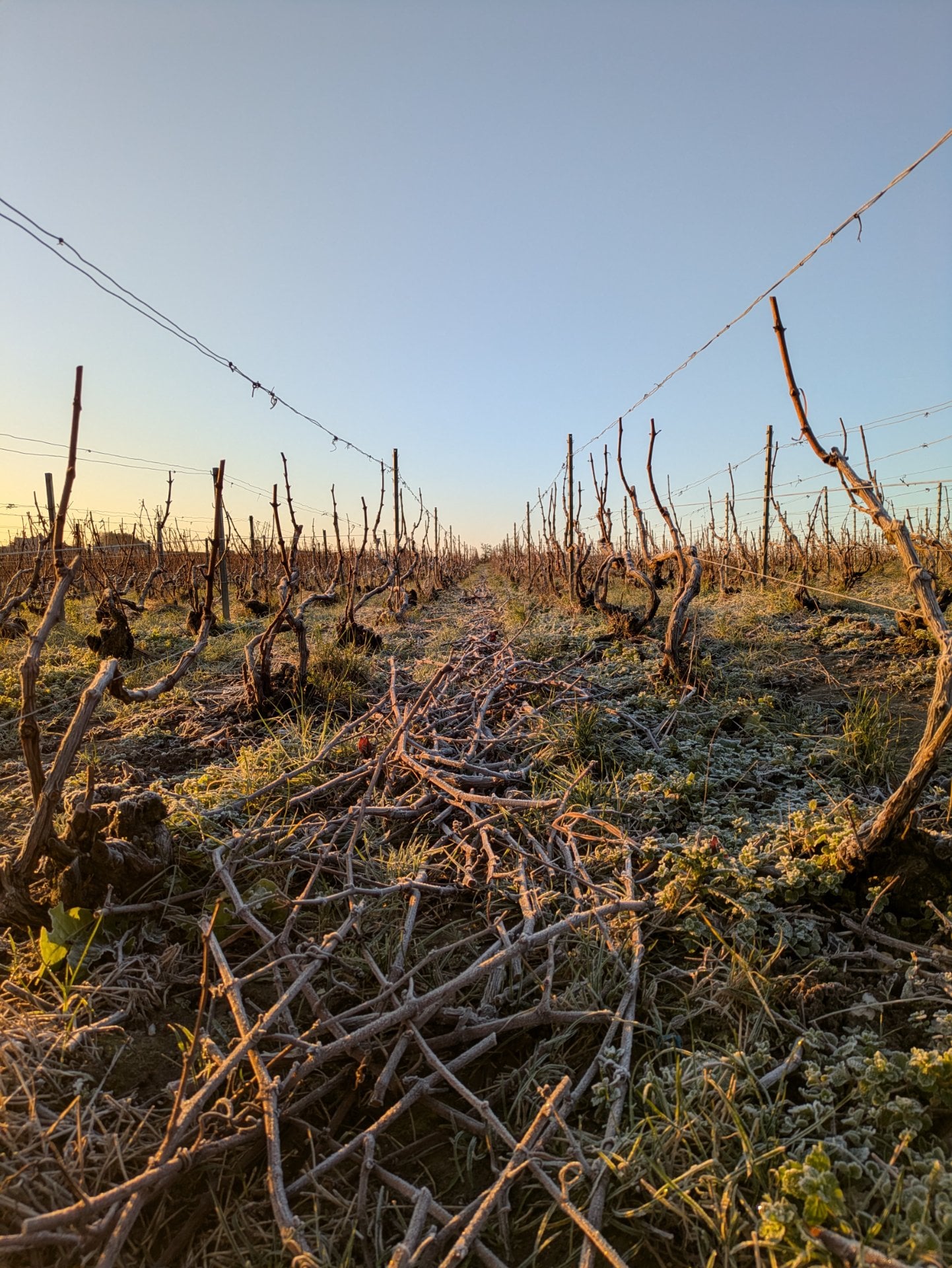 Champagne Beaudouin Nirel - Photo 6